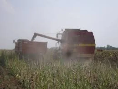 Kukuruz i suncokret