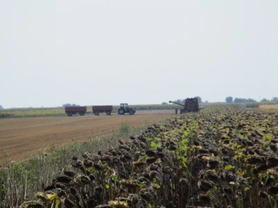 Zetva suncokreta