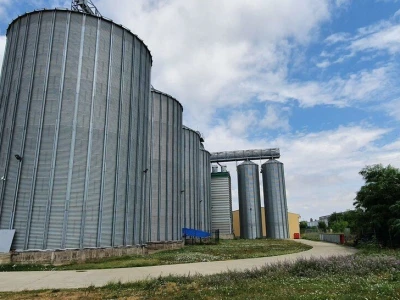 Žetva pšenice