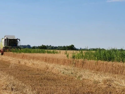 Žetva pšenice
