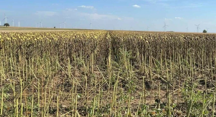 Suncokret pred žetvu
