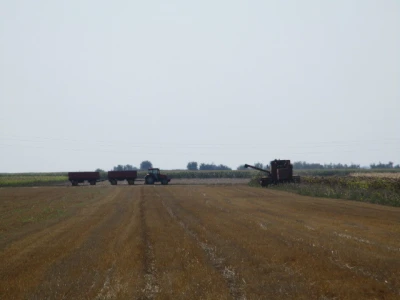 Zetva suncokreta