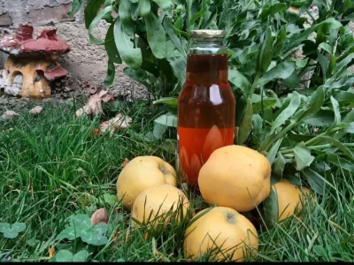 Zimnica