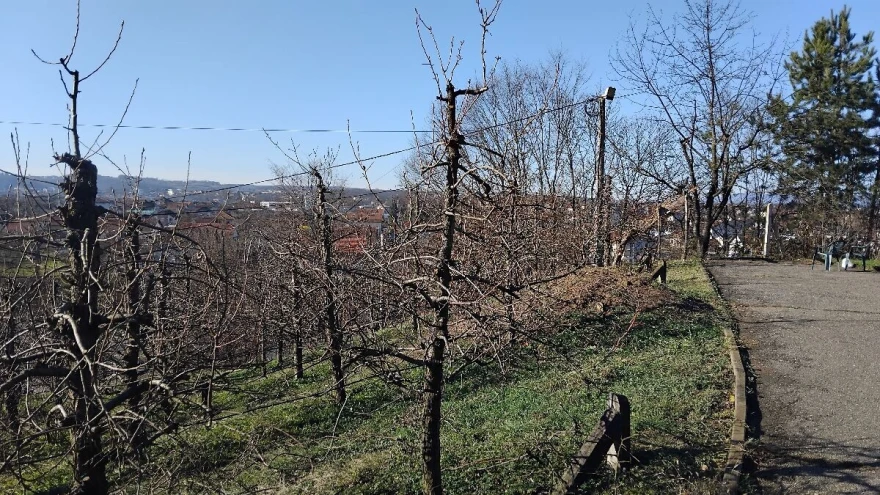 Donji dio stabla treba da je naj&scaron;iri
