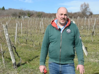 Zimska rezidba vinograda