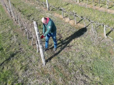 Zimska rezidba vinograda