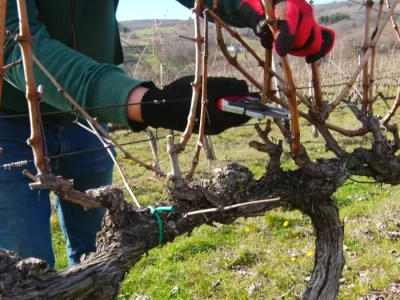 Zimska rezidba vinograda