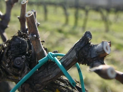 Zimska rezidba vinograda