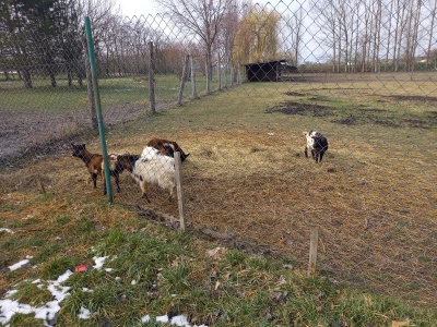 Zoo vrt "Miki" u Kolutu