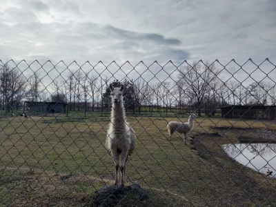 Zoo vrt "Miki" u Kolutu
