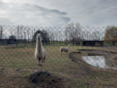 Zoo vrt "Miki" u Kolutu