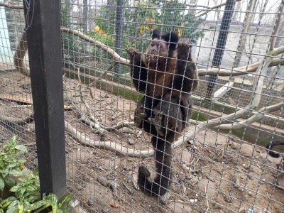 Zoo vrt "Miki" u Kolutu