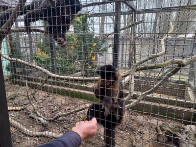 Zoo vrt "Miki" u Kolutu