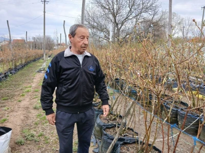 Zoran