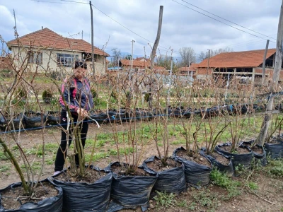Zoran