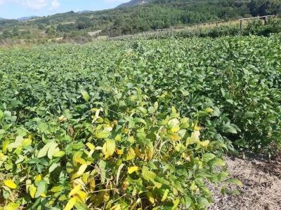 Zrela soja.