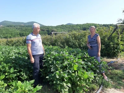 Zrela soja.
