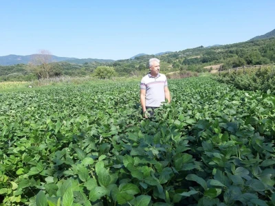 Zrela soja.