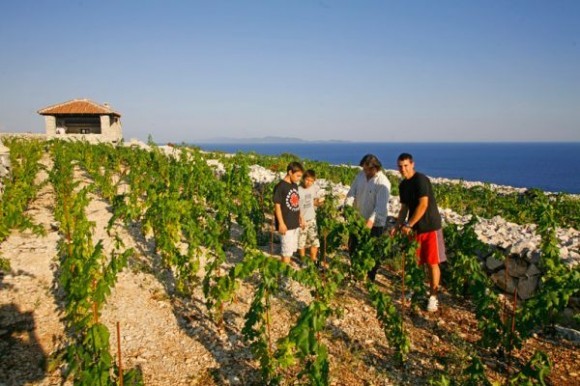vinograd
