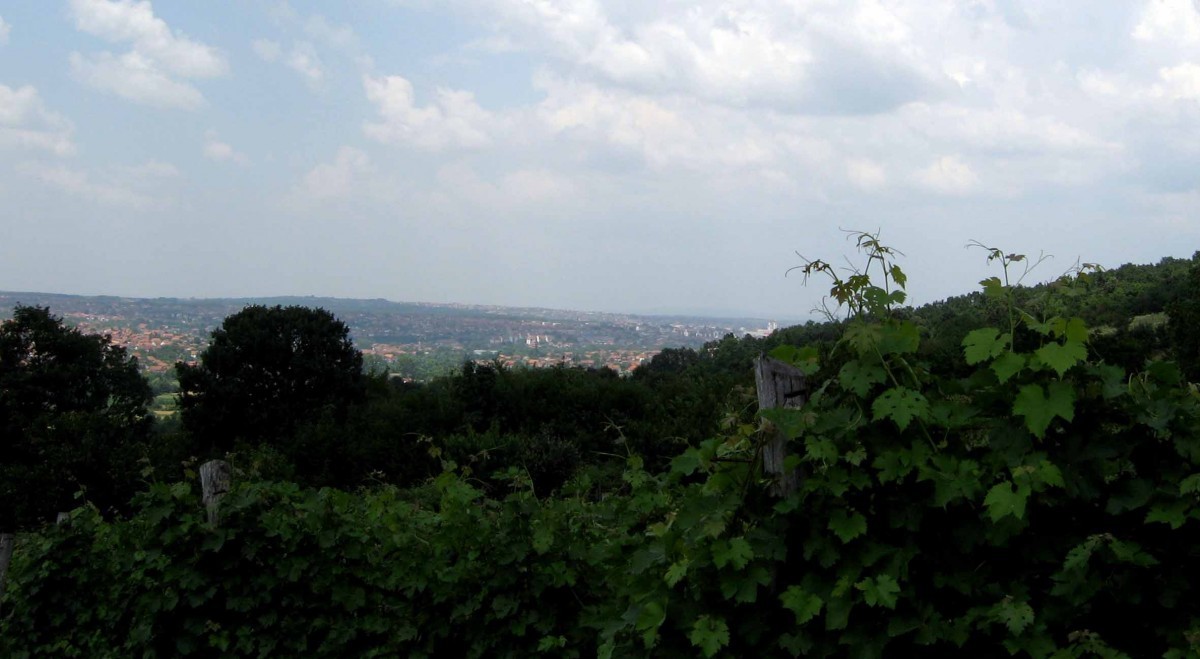 Vinograd s pogledom na Kragujevac