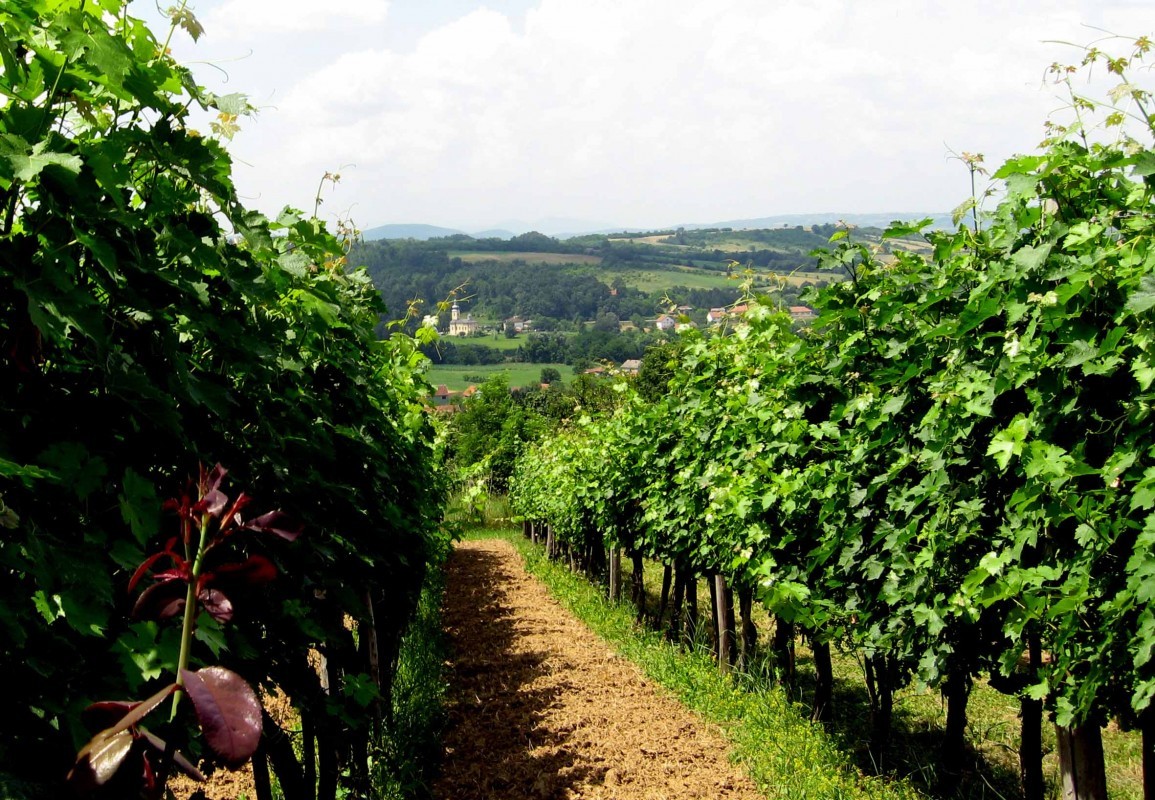 vinograd