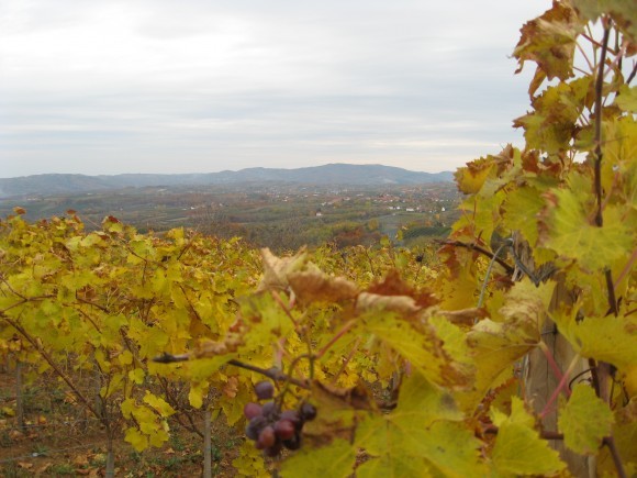 Vinča