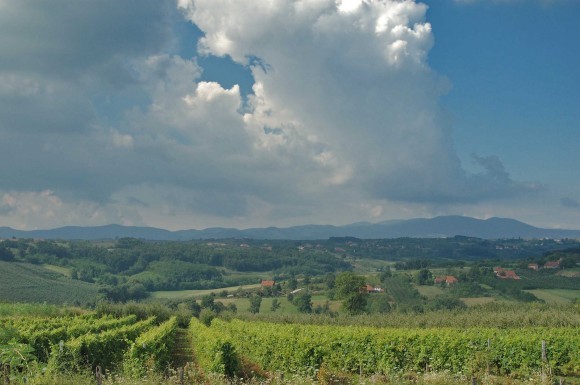 Vinogradi u Oplencu