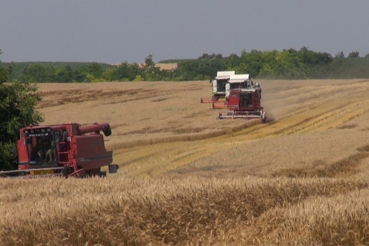 Žetva