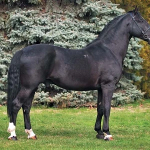 Nonius