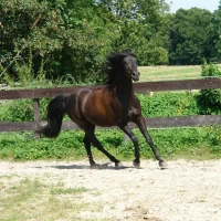 Breed image