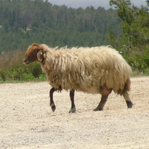 Awassi ovca