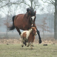 Breed image