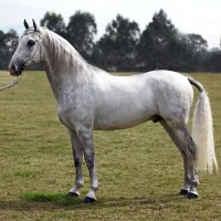 Breed image