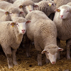 Merinolandschaf