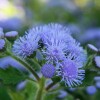 Ageratum