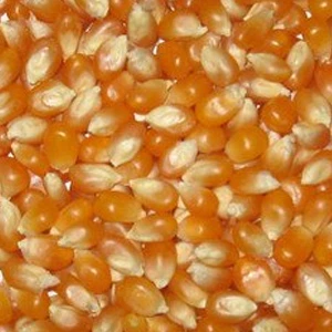 Kukuruz kokičar FAO 400