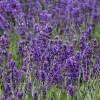 Lavanda