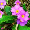 Primula