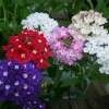 Verbena