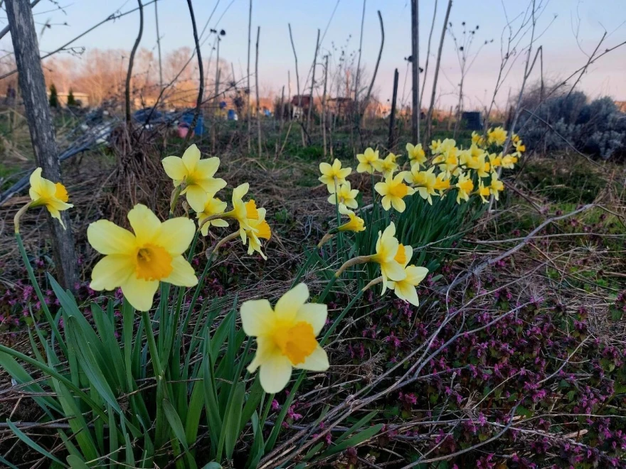 Narcisi vrt