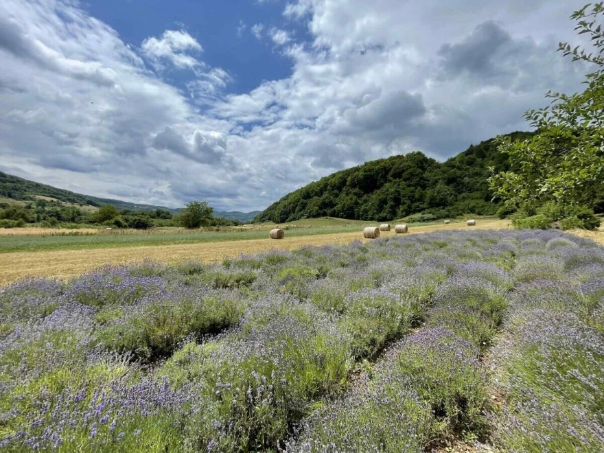 lavanda