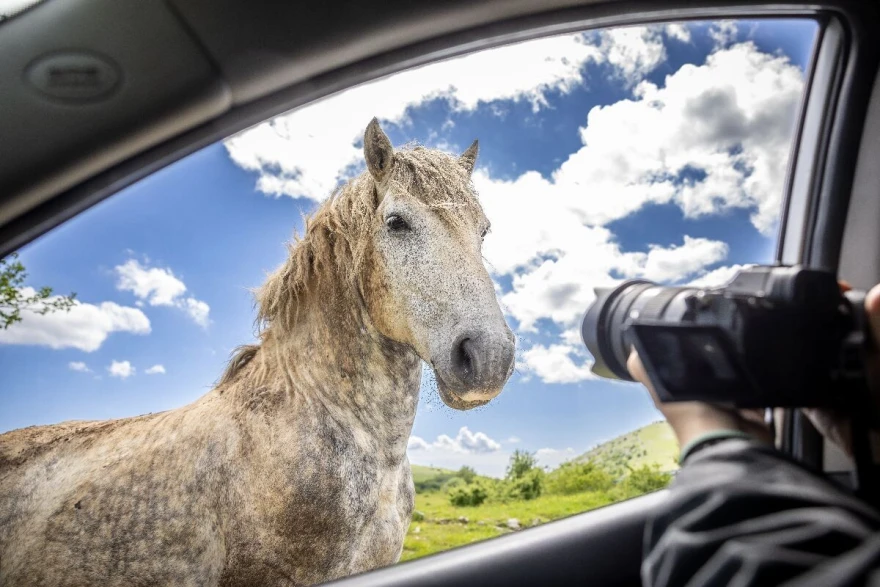 Fotografisanje konja