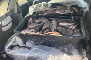 Uhvaćen u nezakonitom ribolovu sa 17 kilograma smuđa i štuke
