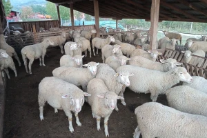 Prodaje stado umatičenih ovaca jer menja delatnost?