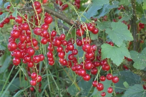 Koji su idealni uslovi za uzgoj ribizle?