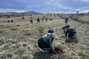 Akcija pošumljavanja: Zlatibor bogatiji za 2.000 sadnica crnog bora