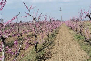 Cvetaju breskva i nektarina - zaštitite ih na vreme od sušenja
