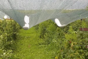 U Leskovcu od grada stradale kruške i šljive, lastari maline uništeni