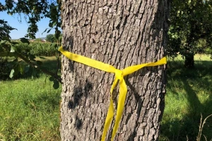 Žuta traka oko voćaka kao znak - slobodno uberite plodove