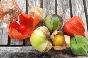 Tri vrste roda Physalis - nazivaju ih jagodom, pradajzom i paprikom